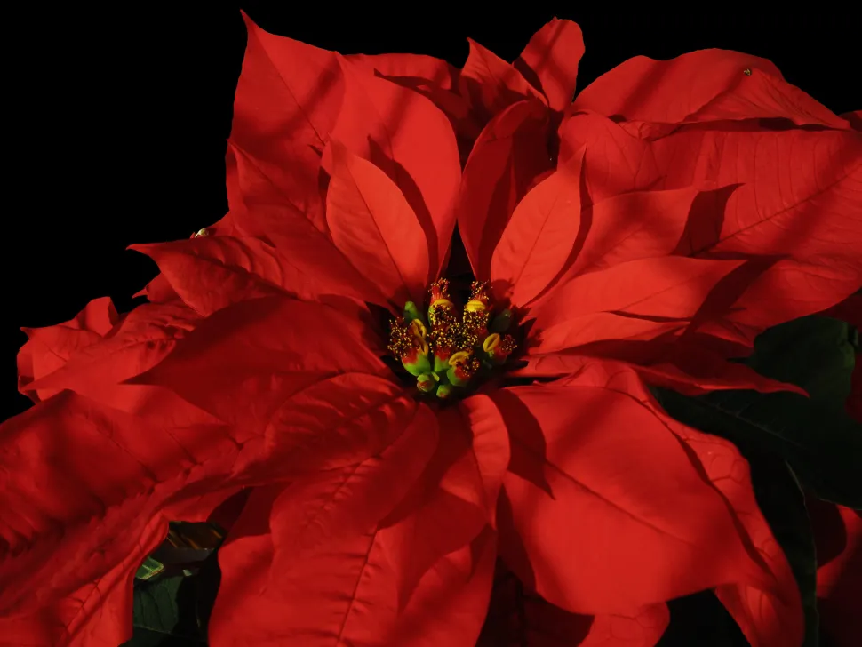 Las flores de la poinsettia se encuentran en el corazón de las coloridas brácteas - Foto de Jacinta Lluch Valero / Flickr