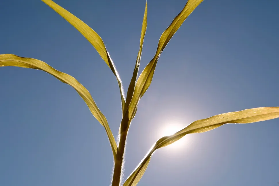 Zu viel Sonne kann zum Absterben Ihrer Pflanzen führen – Foto von Jens / Pixabay