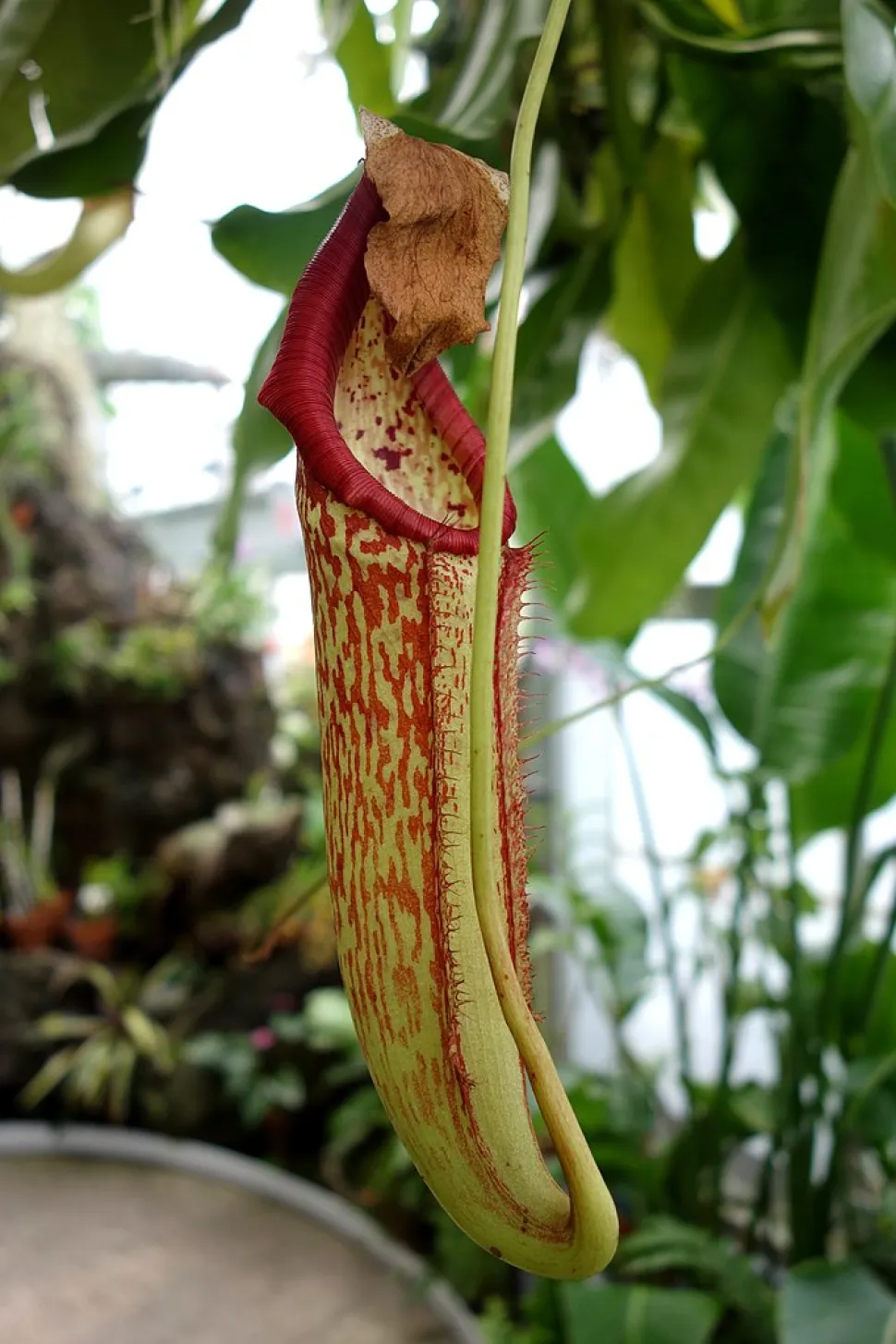 Ihre Nepenthes verströmt einen angenehmen Duft? Das ist der Nektar, mit dem sie Insekten anlockt - Foto von Daderot / Wikipedia