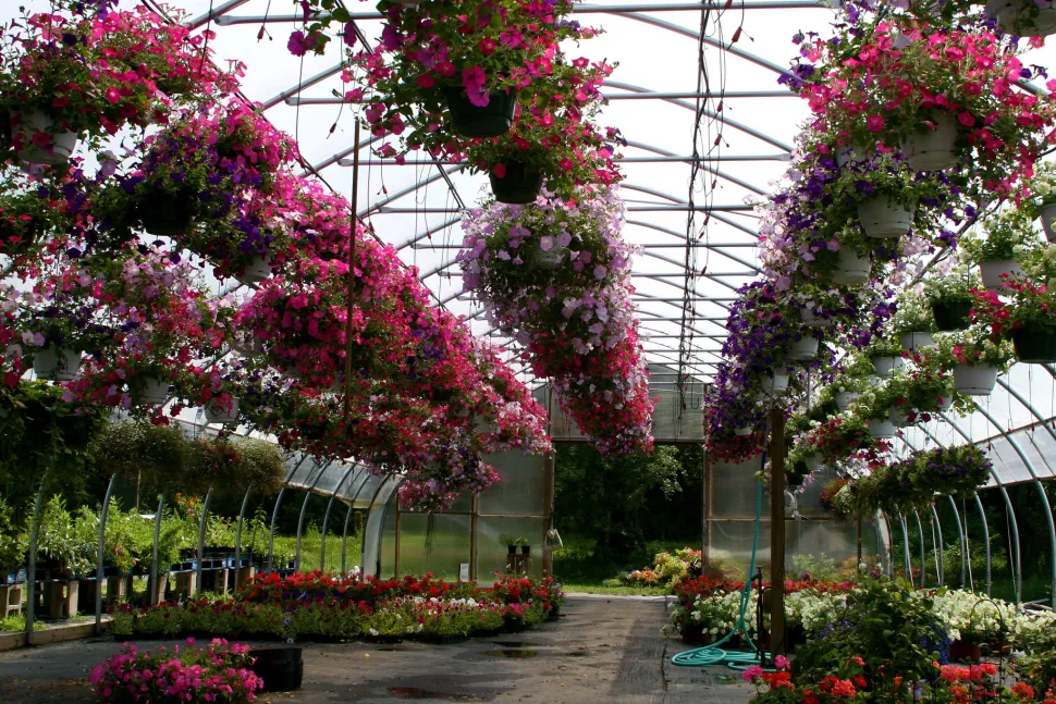 In greenhouses, growers can control temperature and light levels. Photo by Liz West / Flickr