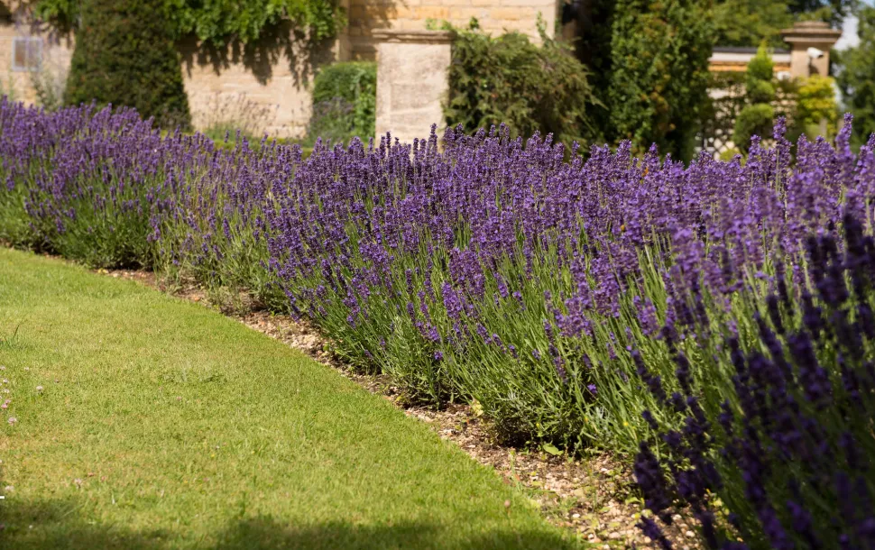 La lavanda attira gli impollinatori e respinge gli afidi.