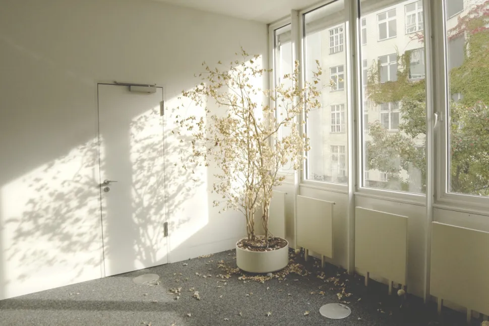 For meget sol kan skade din plante