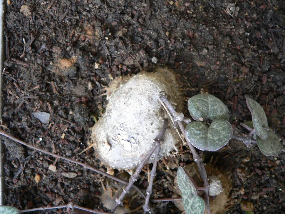 Mit einem Caudex ist der Erfolg Ihres Stecklings garantiert! Foto von Laurent Houmeau / Flickr