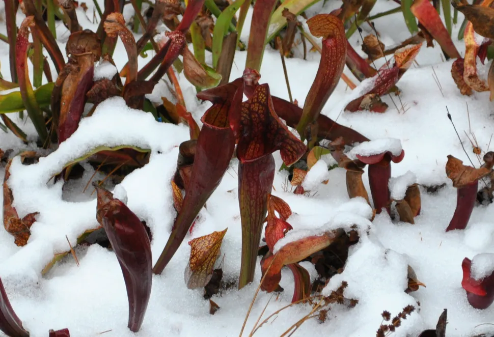Algunas variedades toleran incluso la nieve - Foto de Aaron Carlson / Flickr