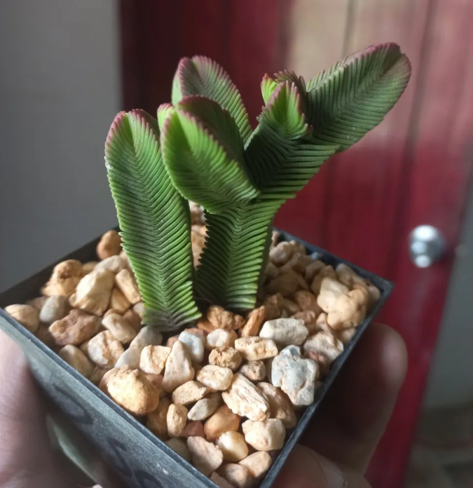 Crassula pyramidalis wordt rood in fel licht - Foto door Anton Gomez / iNaturalist