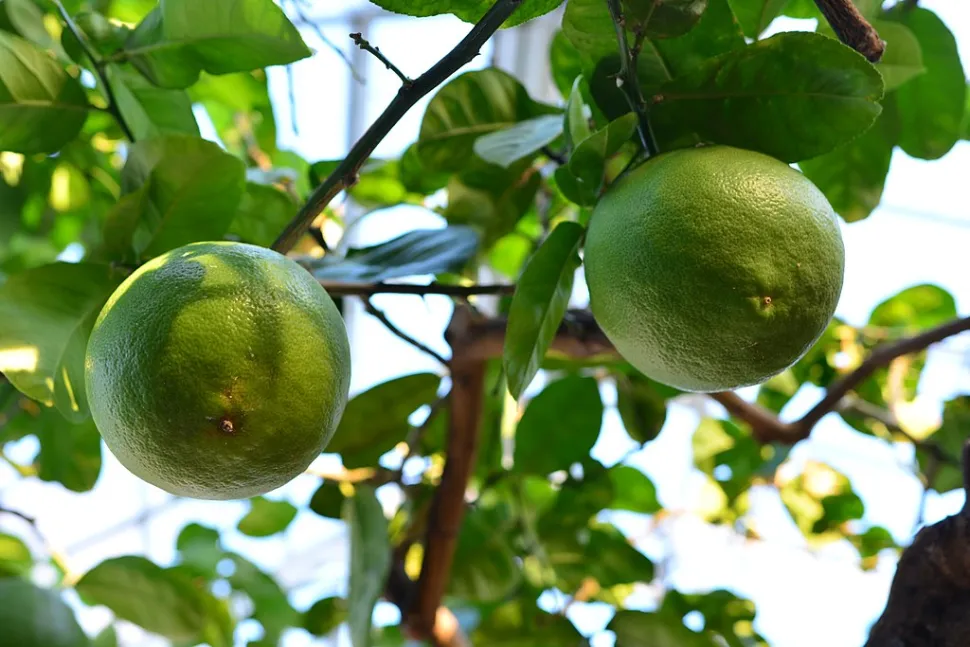 Voor planten en bloemen het hele jaar door kies je een citroenboom met vier seizoenen - Foto door Joe Mabel / Wikipedia