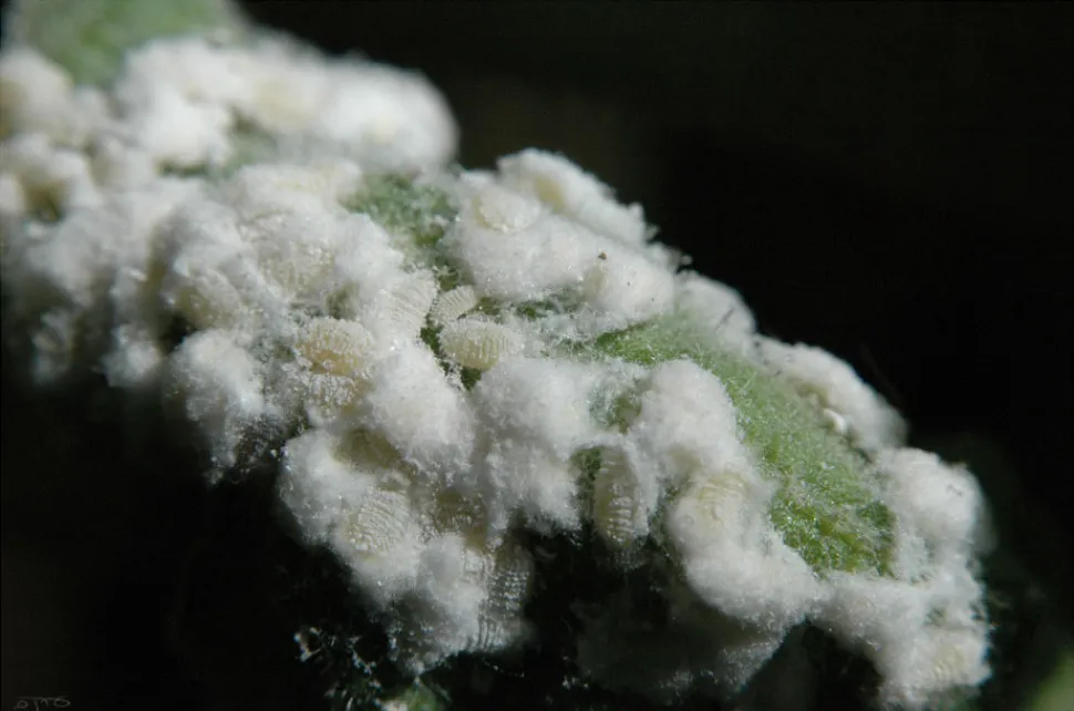 Mealybugs and their honeydew can wreak havoc in a terrarium - Photo by Eran Finkle - Flickr