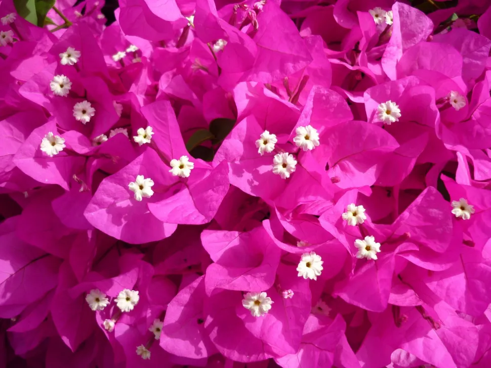 Bag disse sarte blomster gemmer der sig overnaturlige kræfter – Foto af Jesús Cabrera – Flickr