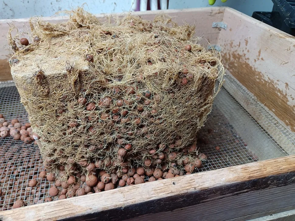 Clay balls could prevent root growth - Photo by Beeblebrox / Wikipedia