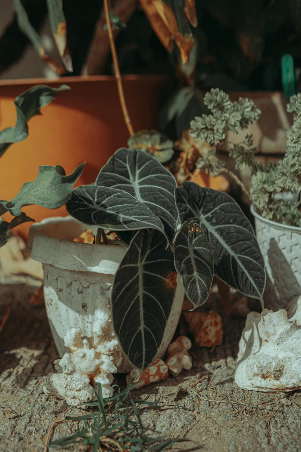 Wenn Ihr Budget begrenzt ist, müssen Sie sich mit einer Alocasia 'Black Velvet' ohne das Gold begnügen - Foto von Nothing Ahead / Pexels