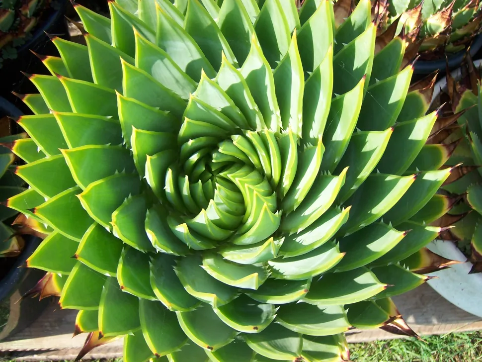 Een agave met betoverende bladeren. Foto door Stephen Boisvert / Flickr