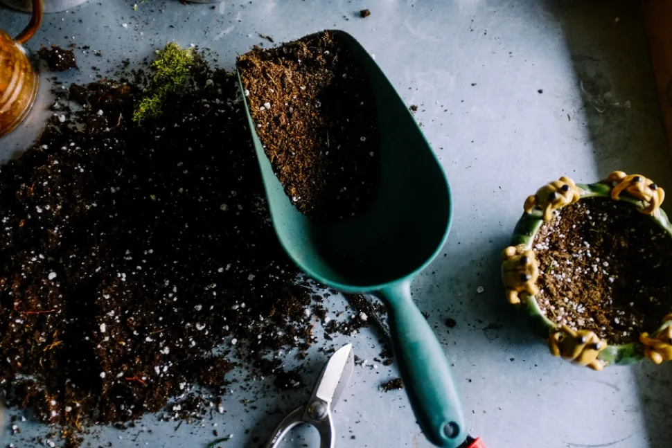 Repotting is best done during the growing season