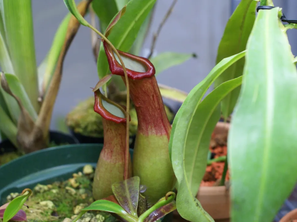 O que é que as urnas de Nepenthes alata lhe fazem lembrar? - Foto de Seiya Ishibashi / Flickr
