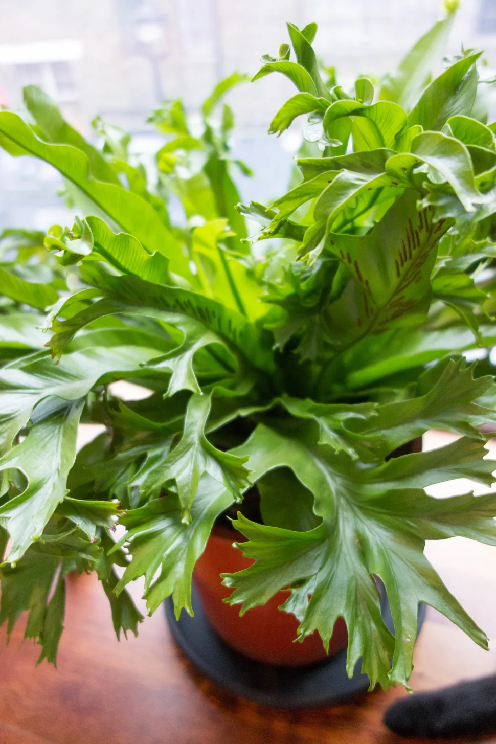 A bird's nest fern and a pet can cohabit without fear - Photo by Kent Wang / Flickr
