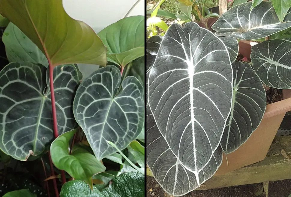On the left, Anthurium clarinervium (Photo by Peganum /Flickr) * On the right, Alocasia 'Ninja' (Photo by Obsidian Soul /Wikipedia)*