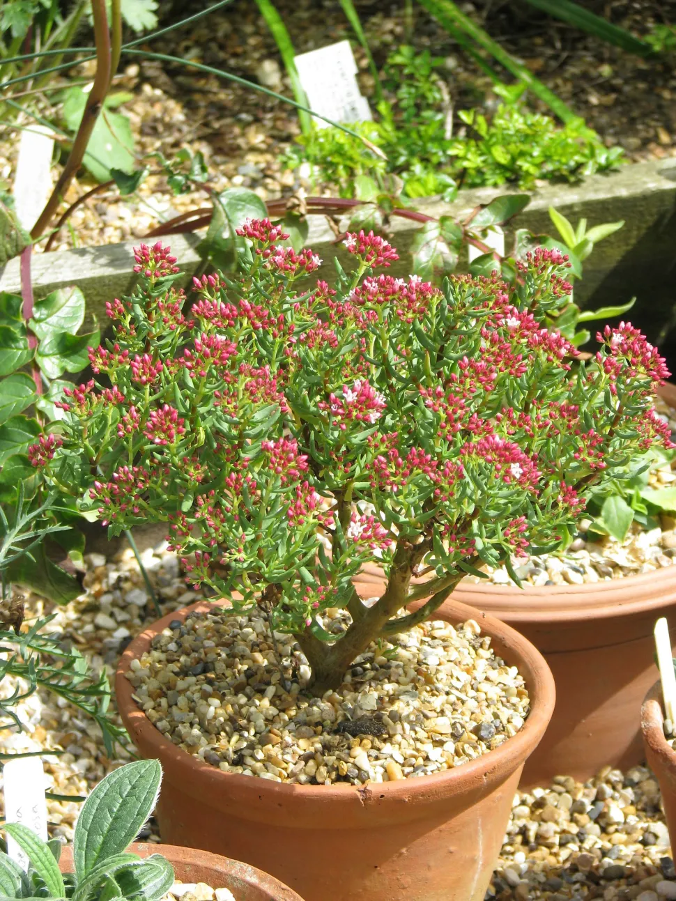 And what's more, it blooms! Photo by Peganum /Flickr