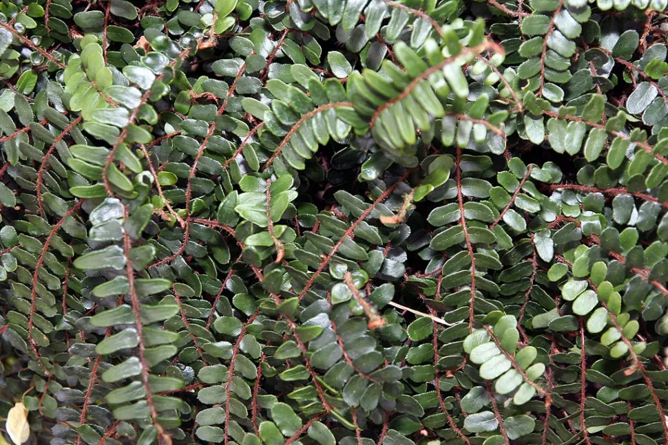 Met meerdere exemplaren kun je zelfs een plantenmuur vormen! Foto door David J. Stang / Wikipedia