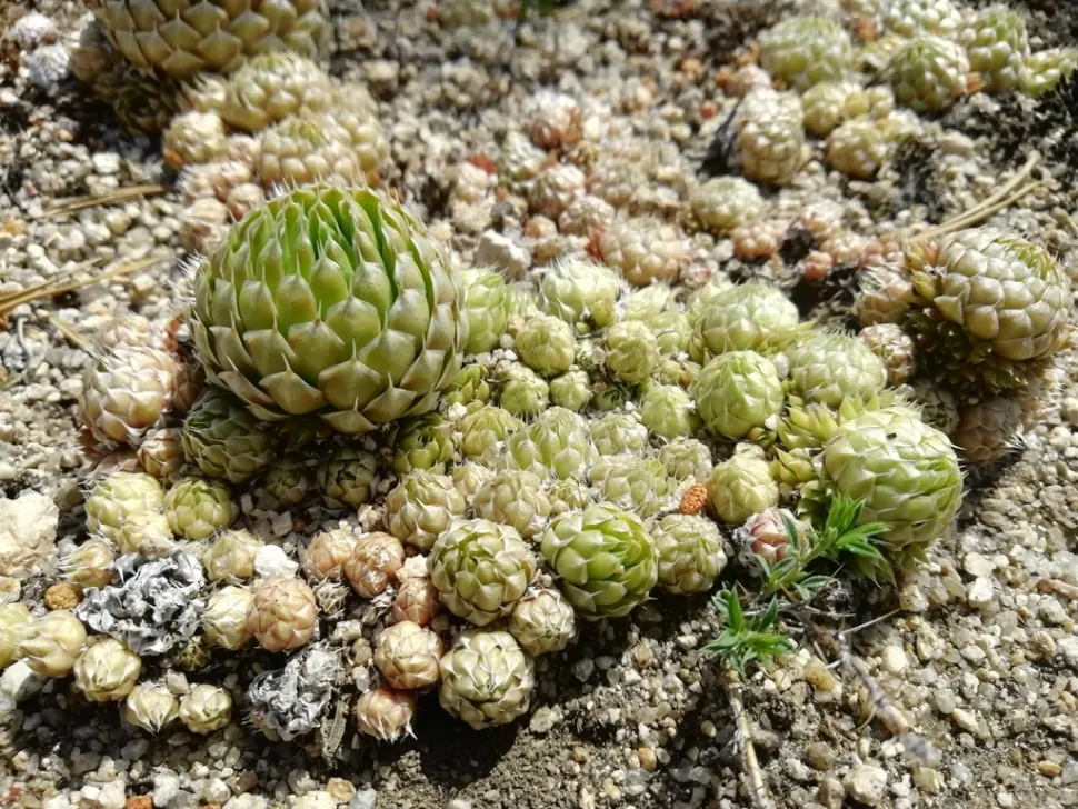 La pianta si apre per rivelare il suo cuore - Foto di Oleg Kudrov /iNaturalist