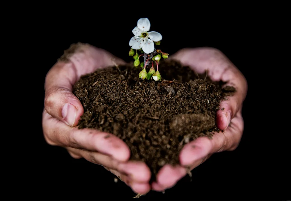 Non tutte le piante hanno bisogno di un terreno ricco per fiorire. Foto di Javid Hashimov / Pexels