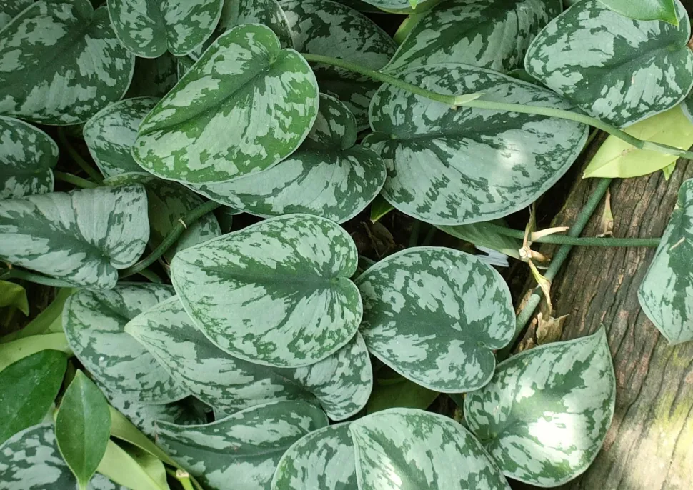 Esto no es un pothos - Foto de Ong Jyh Seng /iNaturalist