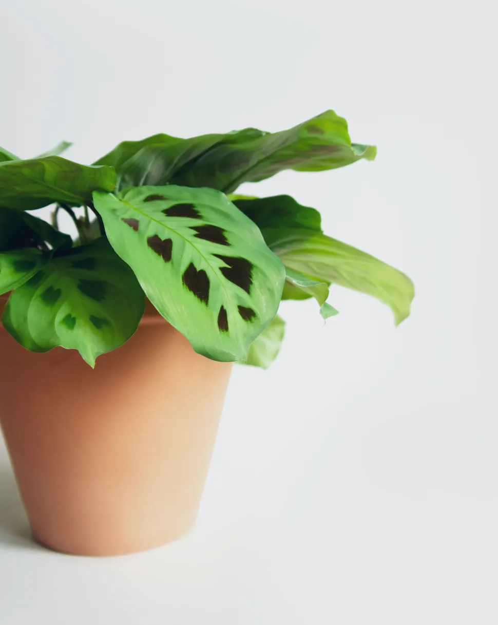 Die Maranta ist eine betende Pflanze. Nachts faltet sie ihre Blätter paarweise zusammen - Foto von Kulbir / Pexels