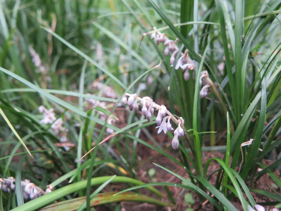 O lírio-do-vale japonês é uma ótima cobertura do solo – Foto de Yaoli /iNaturalist