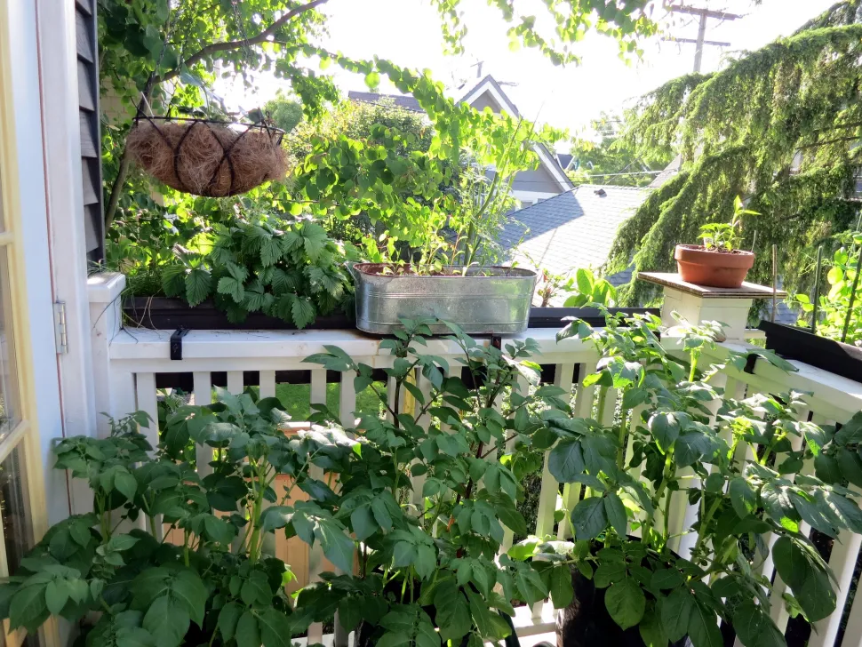 Even in a small space, it's possible to plant fruit and vegetables - Photo by Ruth Hartnup / Flickr