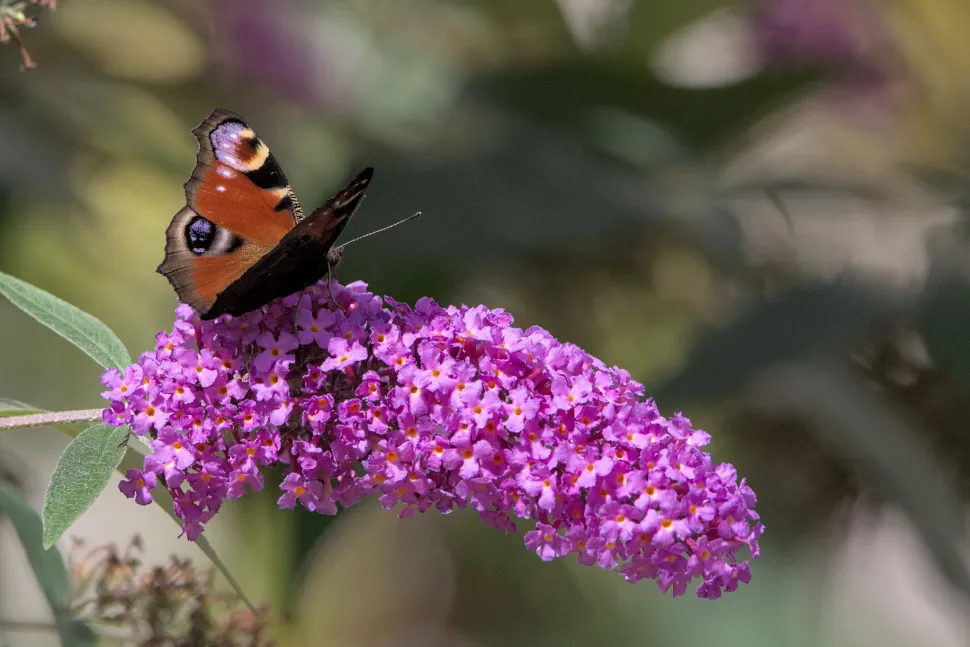 The butterfly tree blooms from July to October - Photo by Stanze / Flickr