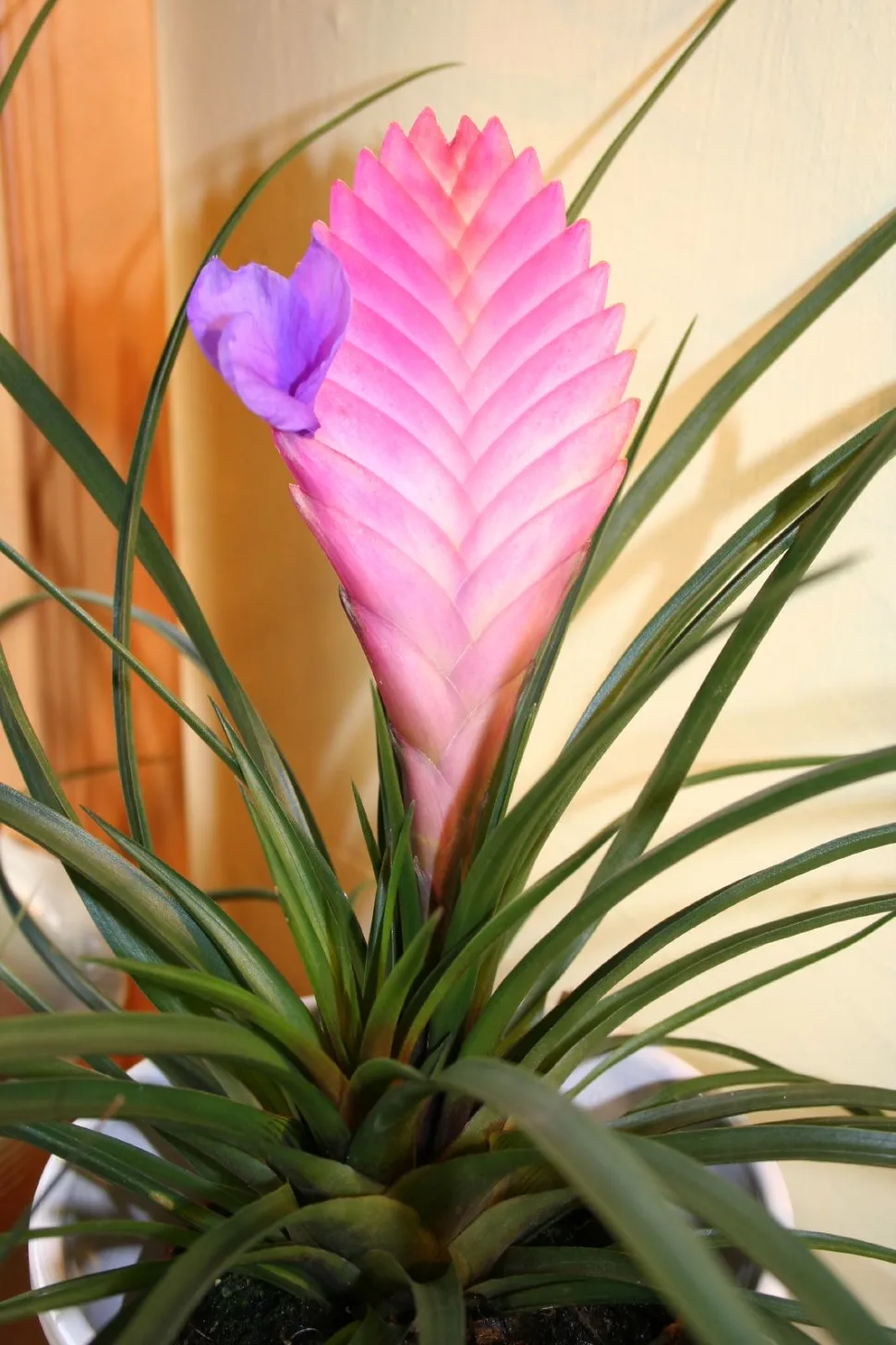 Die Tillandsia cyanea ist ein entfernter Cousin der Ananas. Foto von James Ho / Flickr
