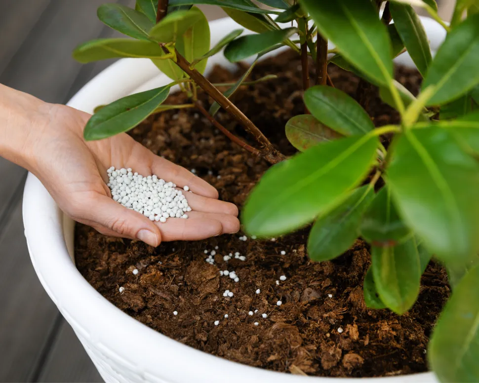 Granulated fertilizers allow for gradual release