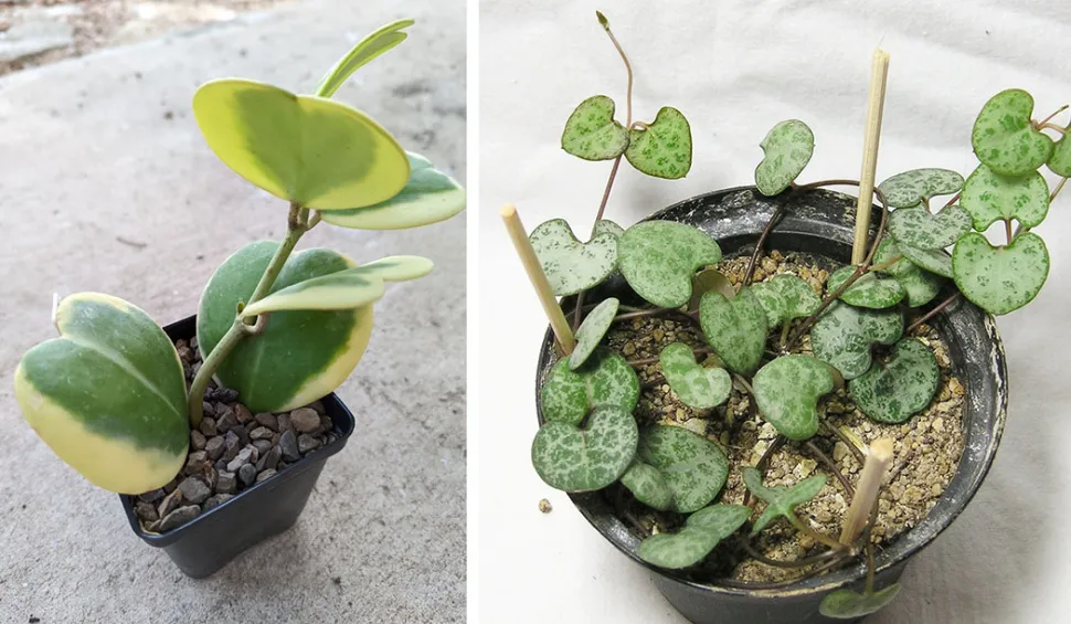 Tanto a Hoya kerrii como a Ceropegia woodii são plantas adequadas para principiantes - Fotos de Nikokin /iNaturalist e M. Dumat Flickr
