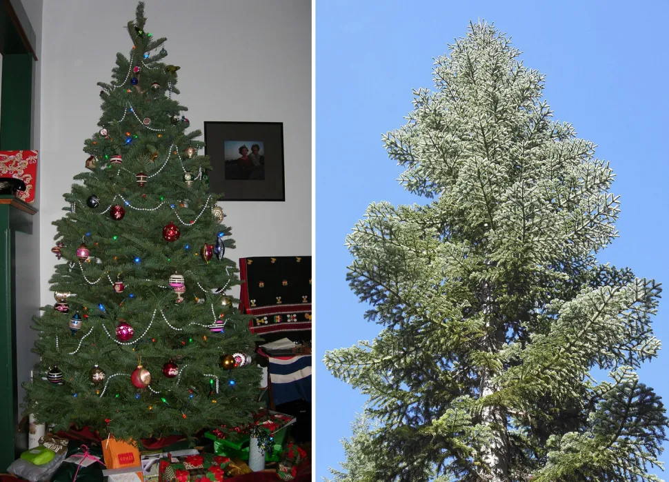 These people haven't read our article. They don't know that you can go all out on decorating with noble fir - Photos by Cajsa Lilliehook and Jsayre64