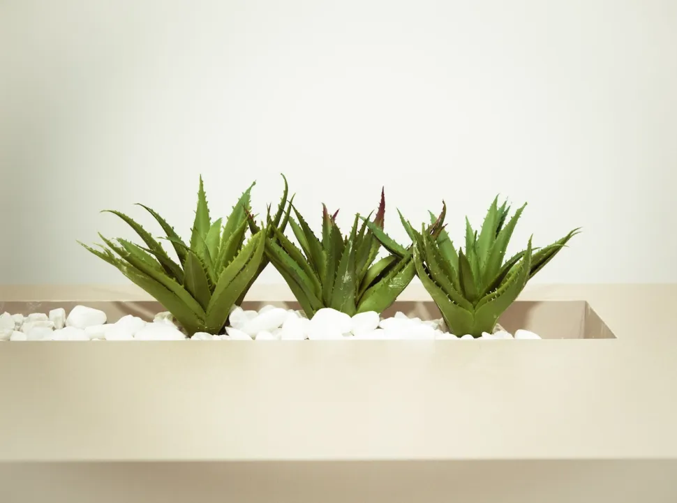 Si plantas varias plantas de aloe vera juntas, es mejor que las separes un poco para que tengan espacio para crecer —Foto de Cecília O. Tommasini / Pexels