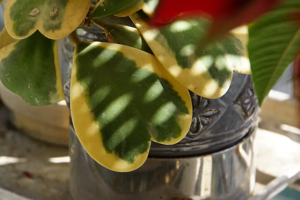 A Hoya kerrii é igualmente bonita em amarelo e verde - Foto de Lienyuan Lee / Wikipedia