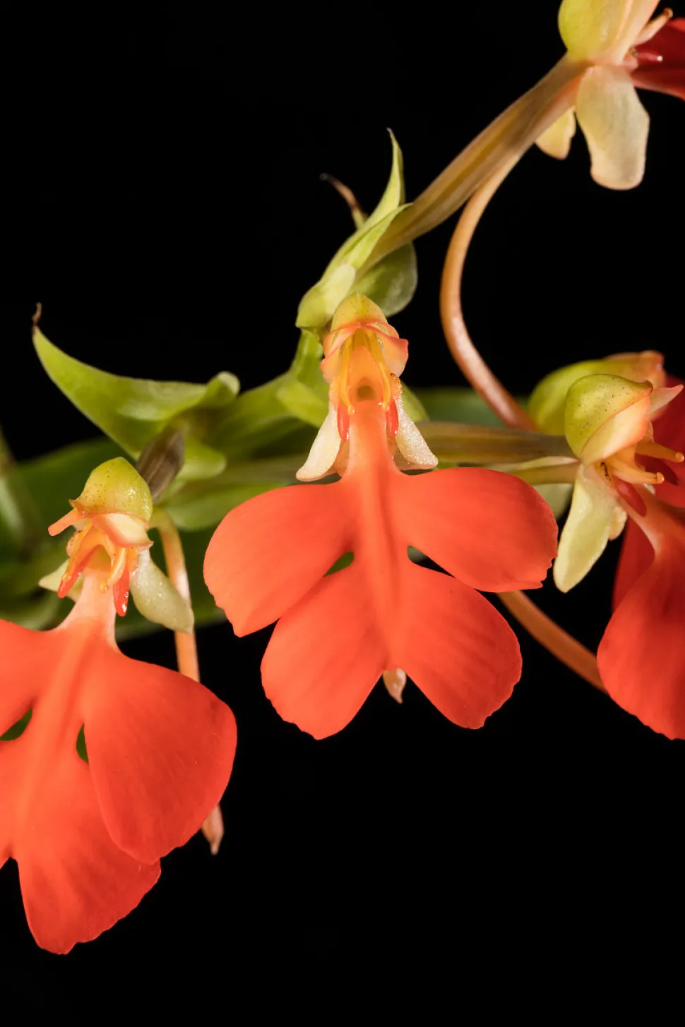 Gefeliciteerd met de Habenaria rhodocheila orchidee, uitgeroepen tot de meest gecompliceerde orchidee om te kweken - Foto door het Smithsonian museum