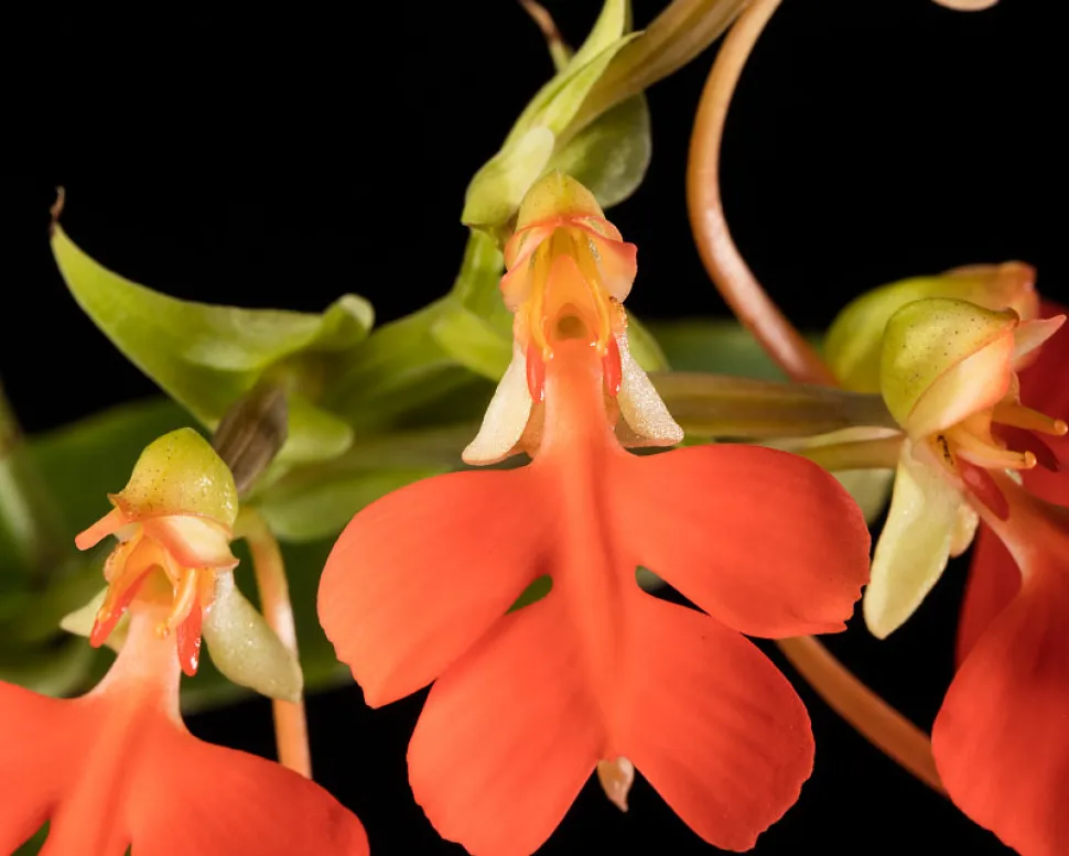 Tillykke til Habenaria rhodocheila-orkideen med titlen som den sværeste orkide at dyrke – Foto fra Smithsonian Museum