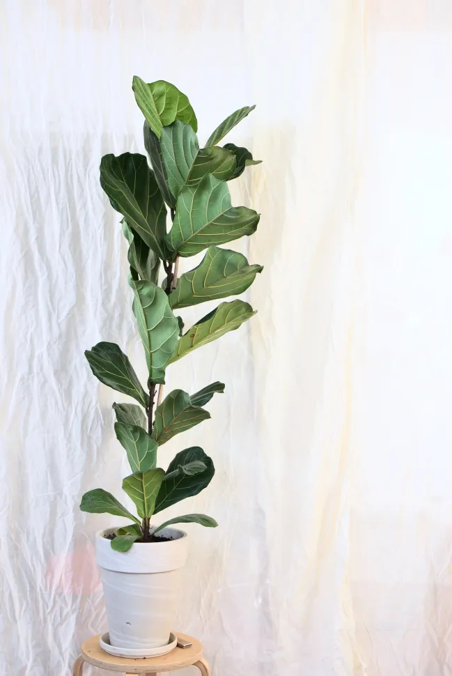De rode vlekken op deze prachtige ficus duiden op te veel water geven – Foto door Skylar Kang / Pexels