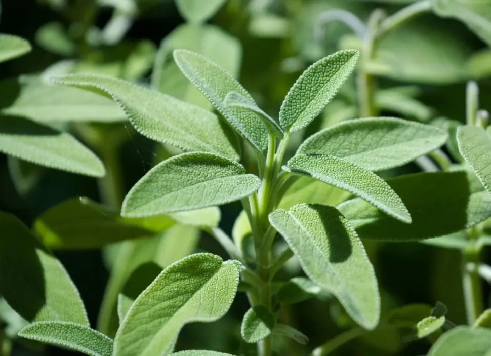 En verano, la salvia común se engalana con flores púrpuras - Foto de RayTango / Picturethis