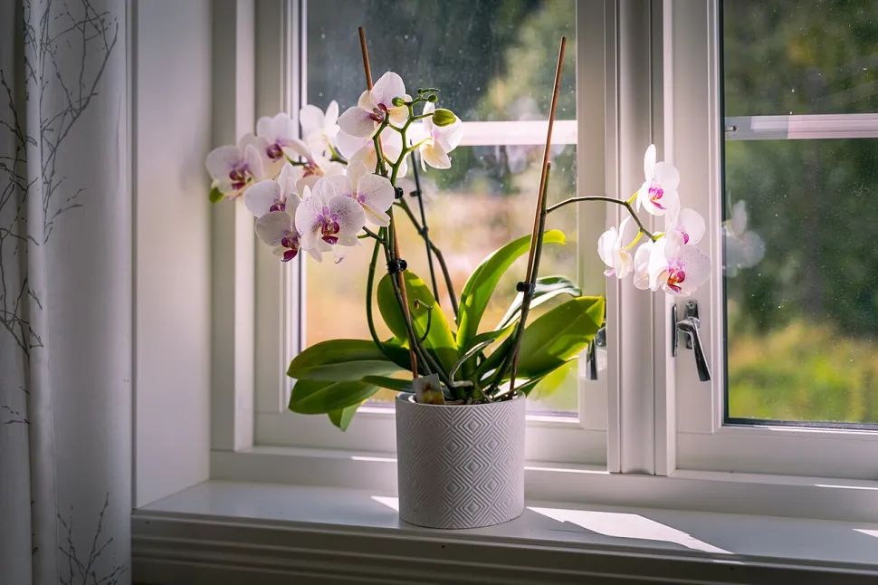 A luminosidade é sempre mais fraca no interior do que no exterior. Para as orquídeas que precisam de exposição ao sol, um local atrás de uma janela é o mínimo necessário — Foto de Øyvind Holmstad / Wikipedia