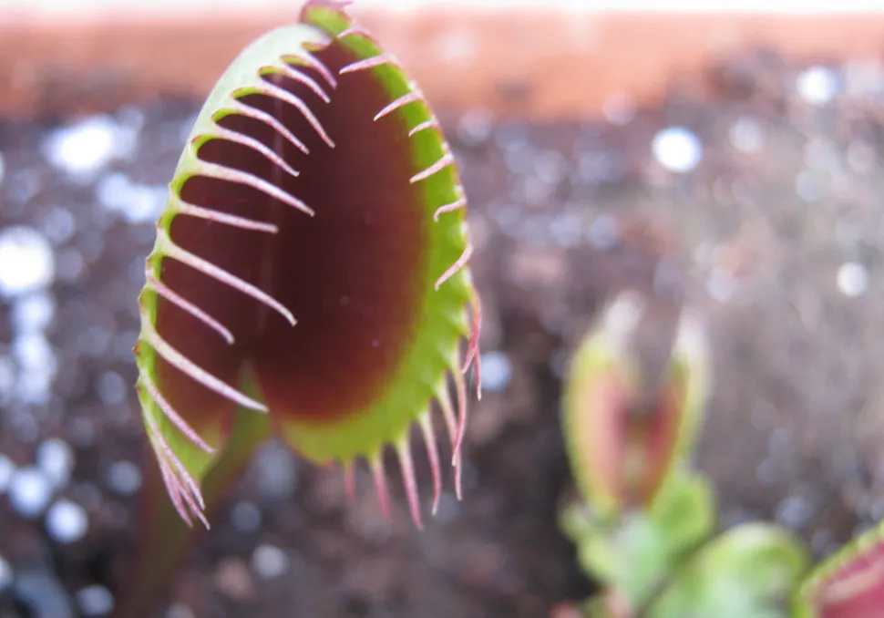 Steck deine Finger nicht in die Falle der Venusfliegenfalle, sonst riskierst du, dass sie stirbt – Foto von Carnivorasland / Flickr