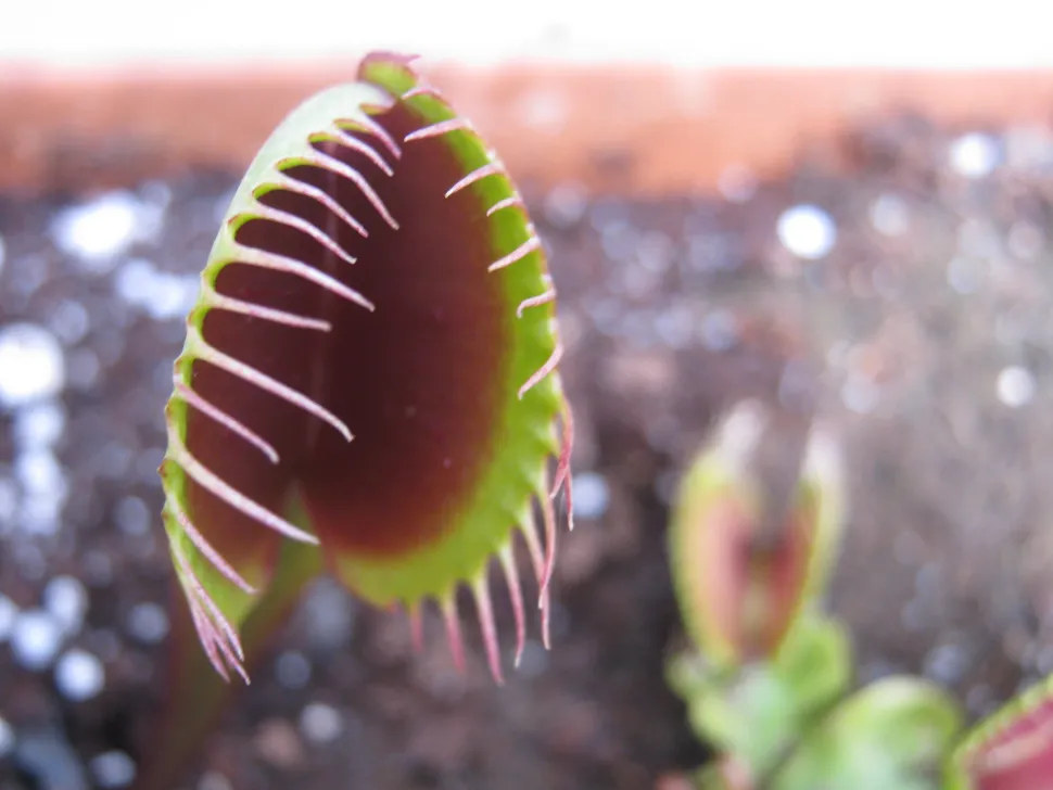 Stik ikke fingrene i fluefælden Dionaea, så risikerer du at slå den ihjel - Foto: Carnivorasland / Flickr