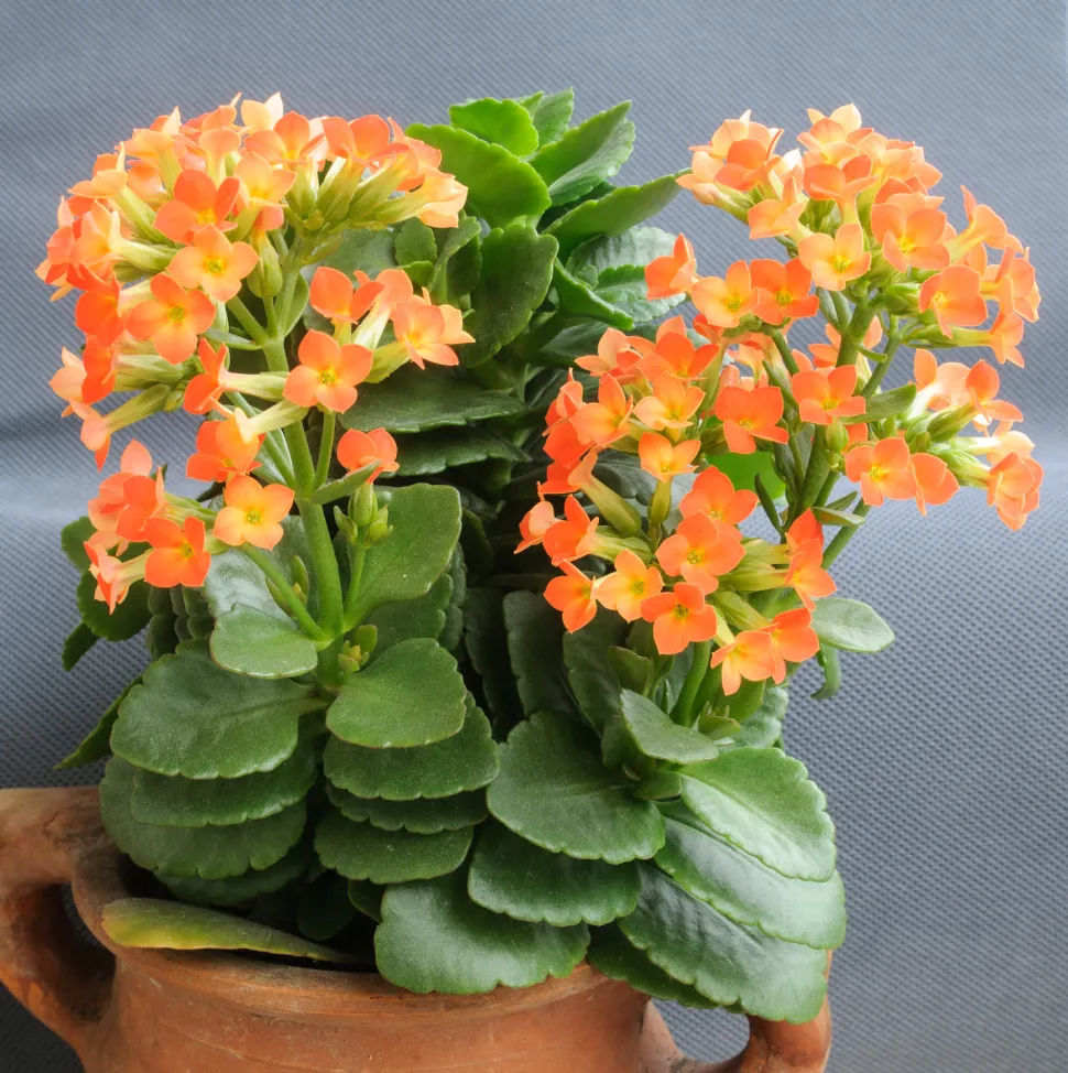 Wie eine Kerze im Wind blüht die Kalanchoe blossfeldiana tapfer im Winter - Foto von Lyubo Gadzhev / Flickr