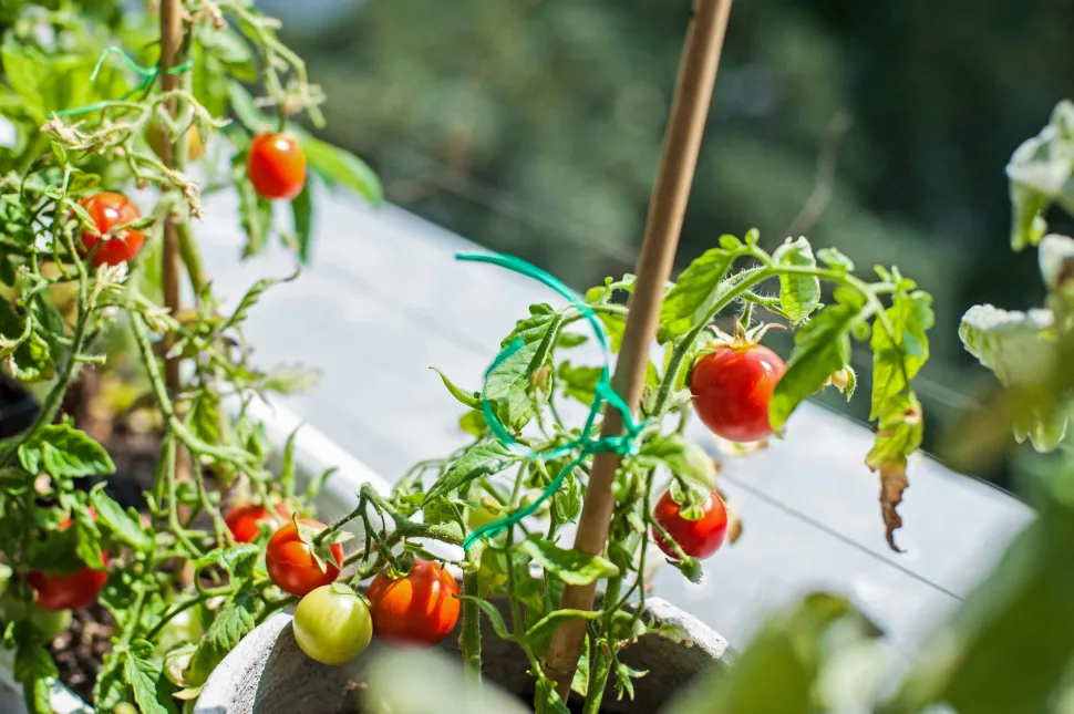 With plants already formed, you increase your chances of success - Photo by Tom Jur / Unsplash