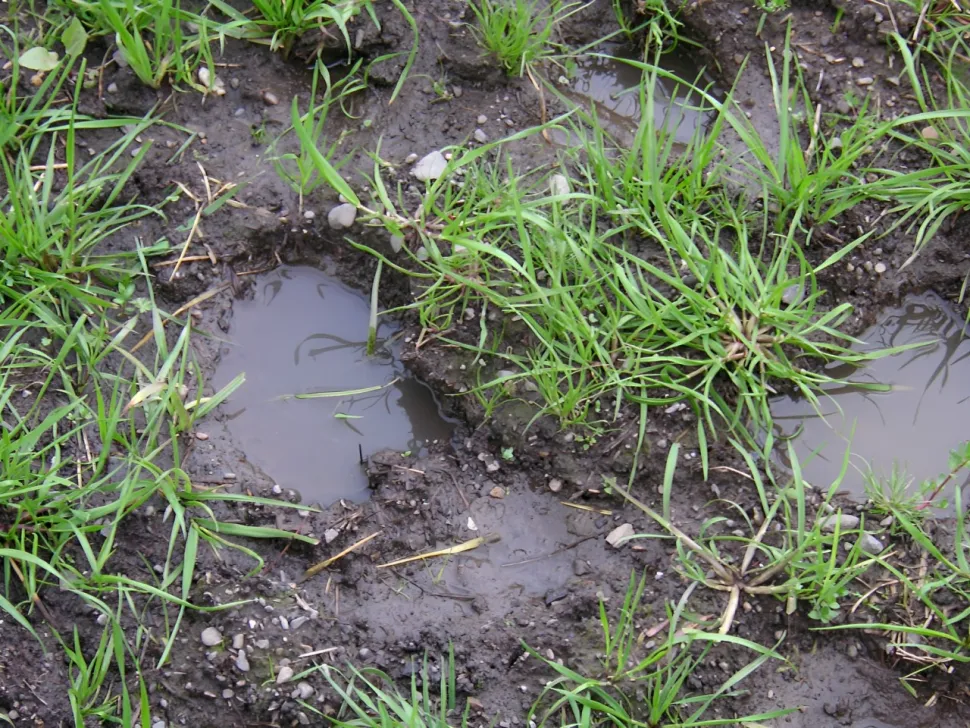 También en campo abierto, las plantas pueden ser víctimas del exceso de riego - Foto de Beatrice Murch / Flickr
