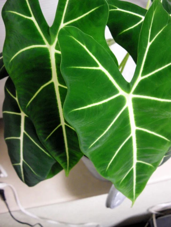 ¿Y si la hidroponía fuera LA forma de mantener viva una Alocasia? Foto de Masaaki Komori / Flickr