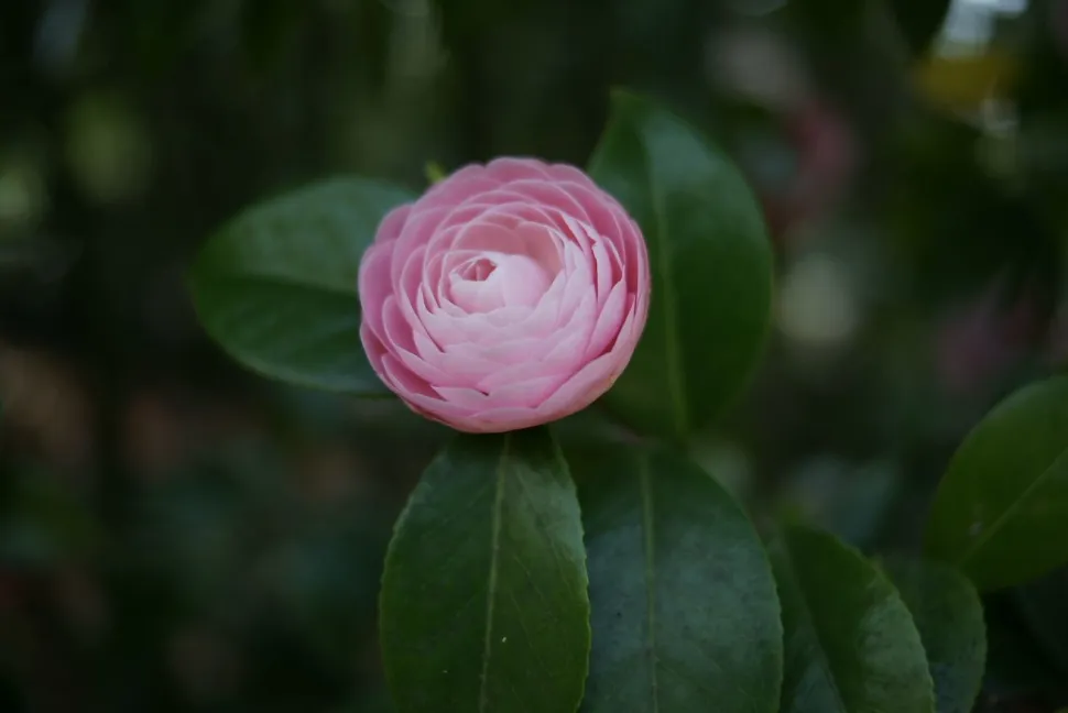 Een roze camelia symboliseert nostalgie - Foto door Sandro Bisotti - Flickr