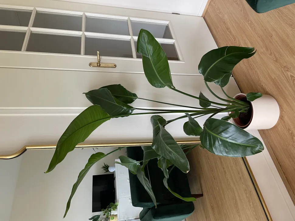 Like Camille, his cat appreciates the large leaves of the bird of paradise
