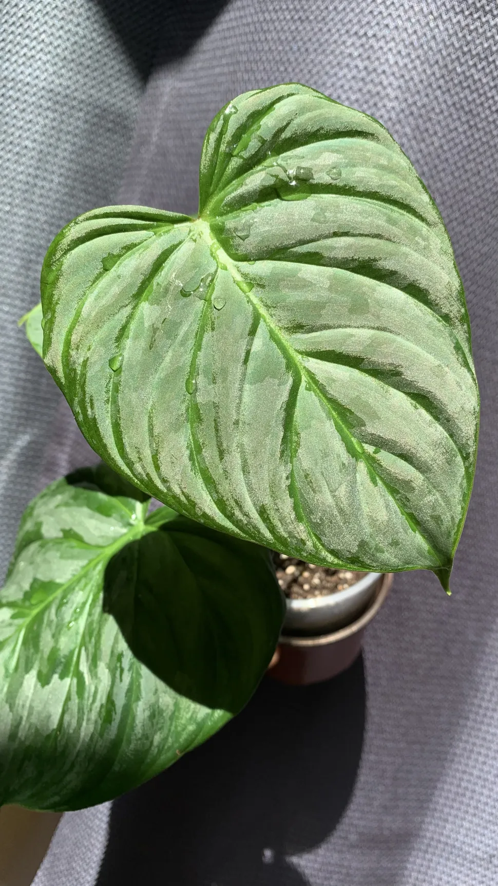 Como é que se pode resistir à beleza das folhas do Philodendron Majestic?