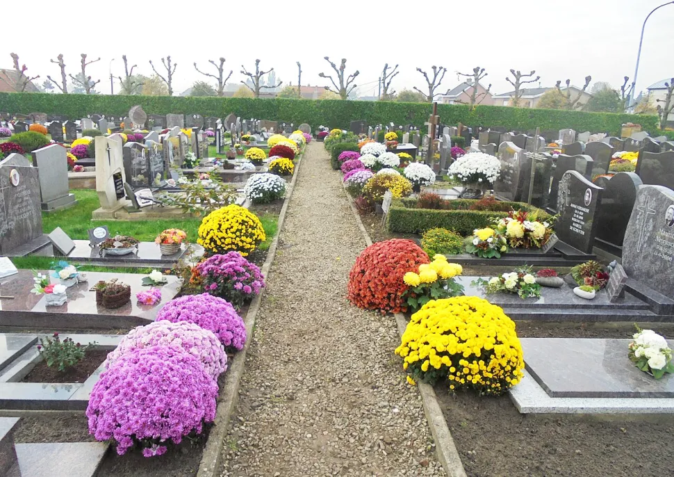 Les poilus ne sont plus les seuls à avoir droit à des chrysanthèmes en novembre - Photo par Spotter2 / Wikipedia