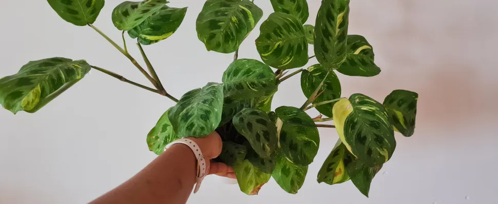 Ao contrário das alocasias, as marantas dão-se bem no apartamento da Ann-Laure